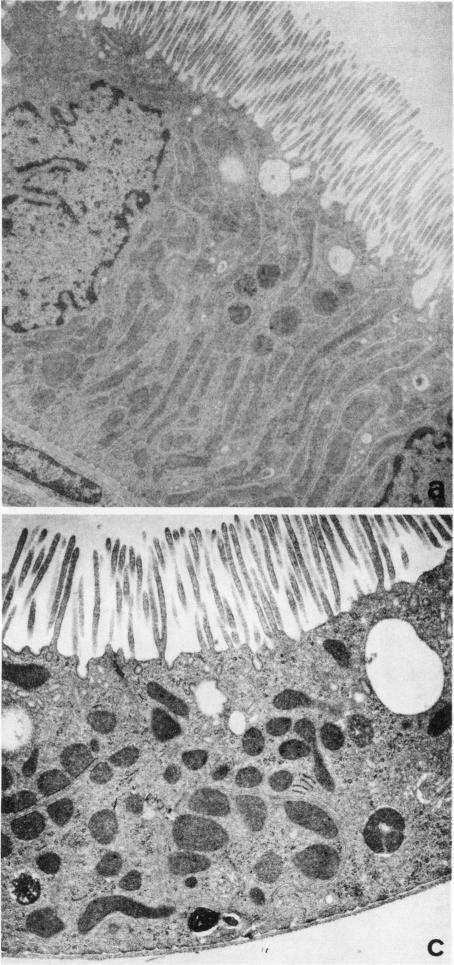 https://cdn.ncbi.nlm.nih.gov/pmc/blobs/7a94/372654/c5013b5b2854/jcinvest00665-0213-a.jpg