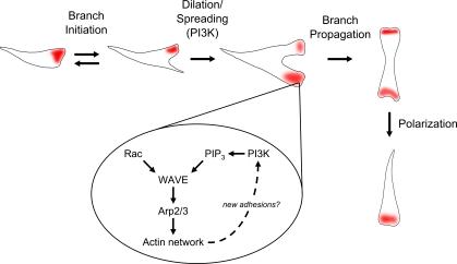 https://cdn.ncbi.nlm.nih.gov/pmc/blobs/7a96/3317800/46b5e8bf8ea8/JCB_201108152_Fig6.jpg