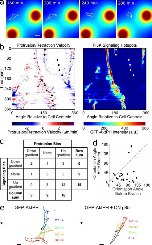 https://cdn.ncbi.nlm.nih.gov/pmc/blobs/7a96/3317800/82a6cd663dff/JCB_201108152_Fig5.jpg
