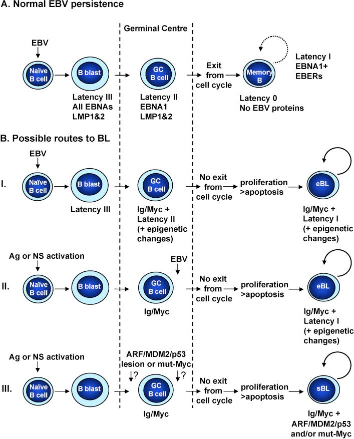 https://cdn.ncbi.nlm.nih.gov/pmc/blobs/7a96/3770905/c791e78c4076/gr2.jpg