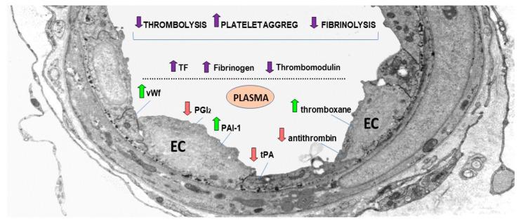 https://cdn.ncbi.nlm.nih.gov/pmc/blobs/7a96/8198837/ee9590433e21/ijms-22-05967-g003.jpg
