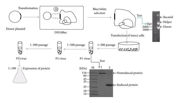 https://cdn.ncbi.nlm.nih.gov/pmc/blobs/7a98/4127255/527e3030b191/BMRI2014-691480.001.jpg