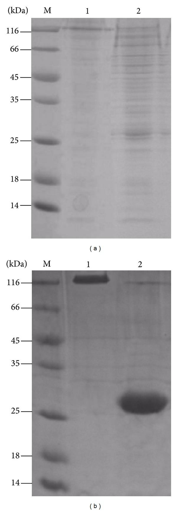 https://cdn.ncbi.nlm.nih.gov/pmc/blobs/7a98/4127255/b3a49e49c649/BMRI2014-691480.007.jpg