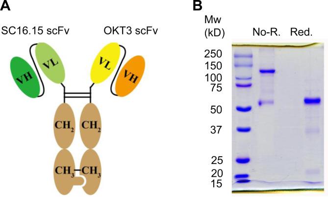 https://cdn.ncbi.nlm.nih.gov/pmc/blobs/7a99/7304844/4ffa8dd7f3f3/jitc-2020-000785f01.jpg