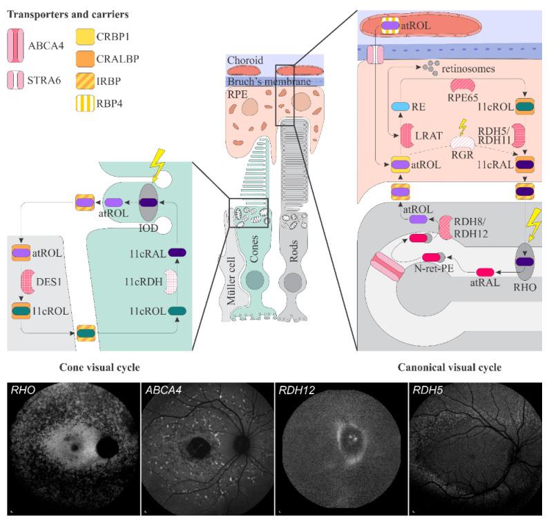 https://cdn.ncbi.nlm.nih.gov/pmc/blobs/7a9b/8835581/81e6958e511e/ijms-23-01014-g001.jpg