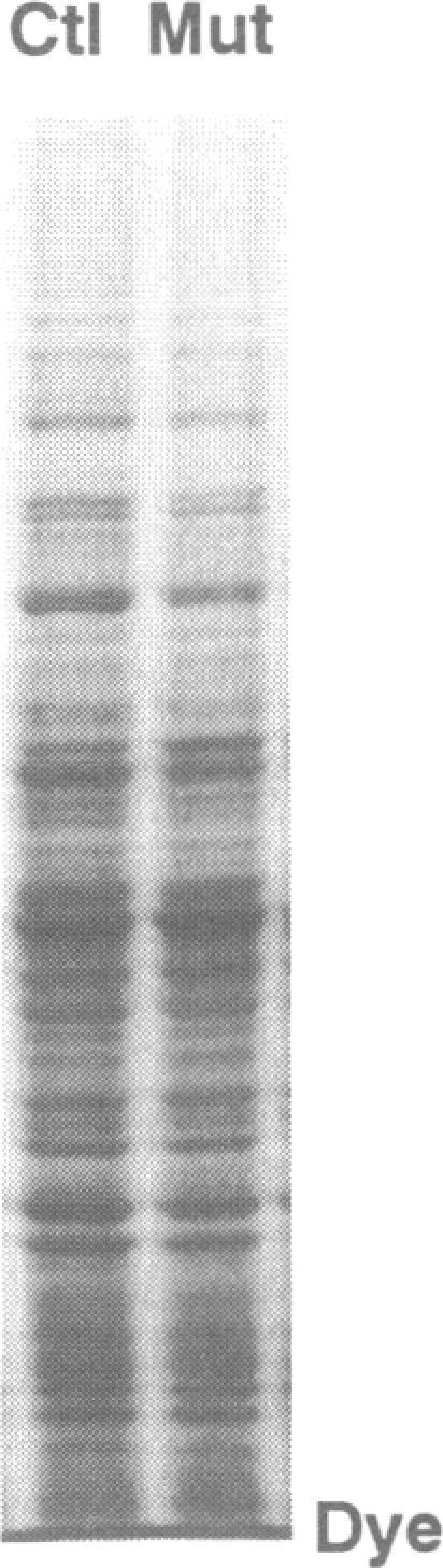 https://cdn.ncbi.nlm.nih.gov/pmc/blobs/7a9c/307861/123159b3abc9/nar00028-0150-b.jpg
