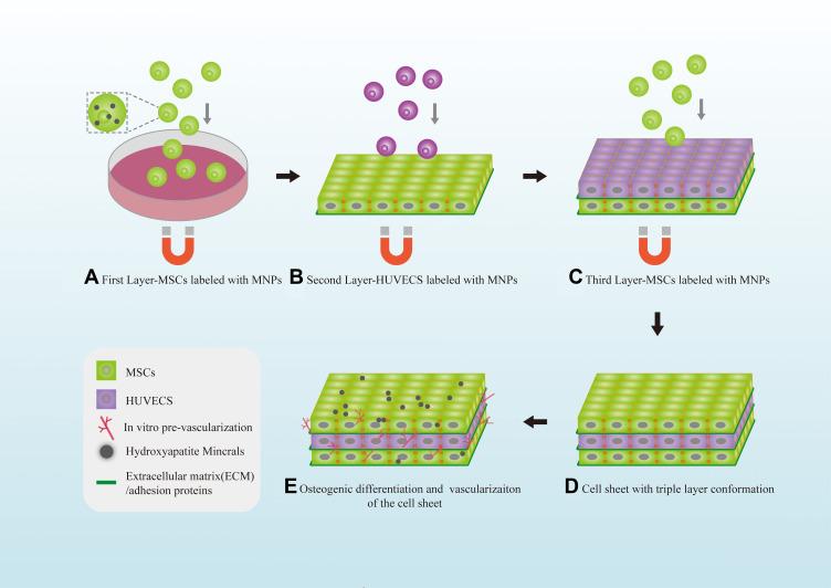https://cdn.ncbi.nlm.nih.gov/pmc/blobs/7a9f/9789707/2a8aaa5daef6/IJN-17-6491-g0003.jpg
