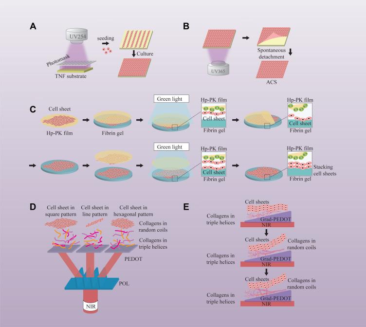 https://cdn.ncbi.nlm.nih.gov/pmc/blobs/7a9f/9789707/410b127bbabf/IJN-17-6491-g0002.jpg
