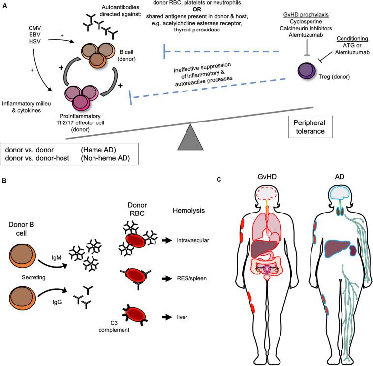 https://cdn.ncbi.nlm.nih.gov/pmc/blobs/7aa2/7479824/342546174bab/fimmu-11-02017-g001.jpg