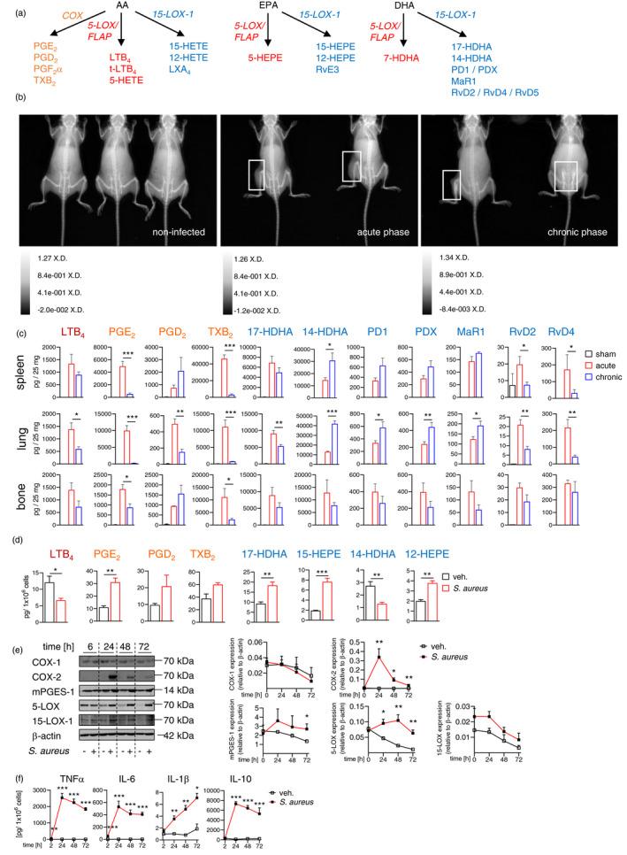 https://cdn.ncbi.nlm.nih.gov/pmc/blobs/7aa6/9426618/3bdb0e14c1a5/IMM-166-47-g002.jpg