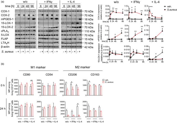 https://cdn.ncbi.nlm.nih.gov/pmc/blobs/7aa6/9426618/a8eab589a291/IMM-166-47-g006.jpg