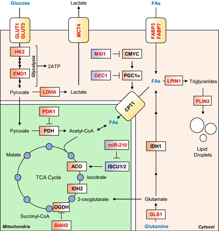 https://cdn.ncbi.nlm.nih.gov/pmc/blobs/7aa7/11105727/3c4eef3bc5ba/18_2019_3039_Fig2_HTML.jpg