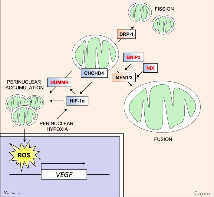 https://cdn.ncbi.nlm.nih.gov/pmc/blobs/7aa7/11105727/6184cd5a5a1a/18_2019_3039_Fig5_HTML.jpg