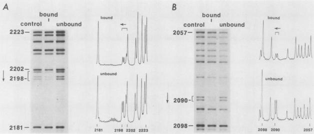 https://cdn.ncbi.nlm.nih.gov/pmc/blobs/7aa7/369271/686408326b95/molcellb00154-0078-a.jpg
