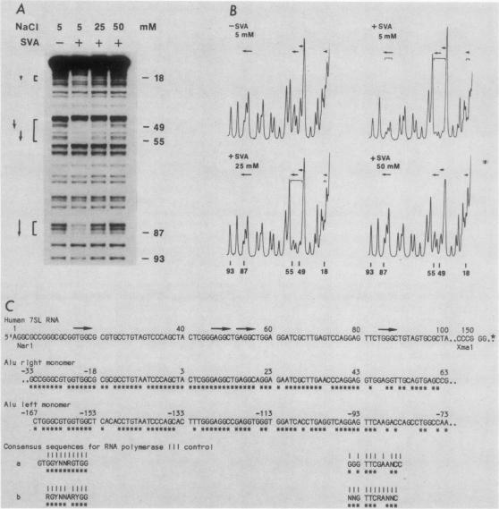 https://cdn.ncbi.nlm.nih.gov/pmc/blobs/7aa7/369271/f1974424a76b/molcellb00154-0080-a.jpg