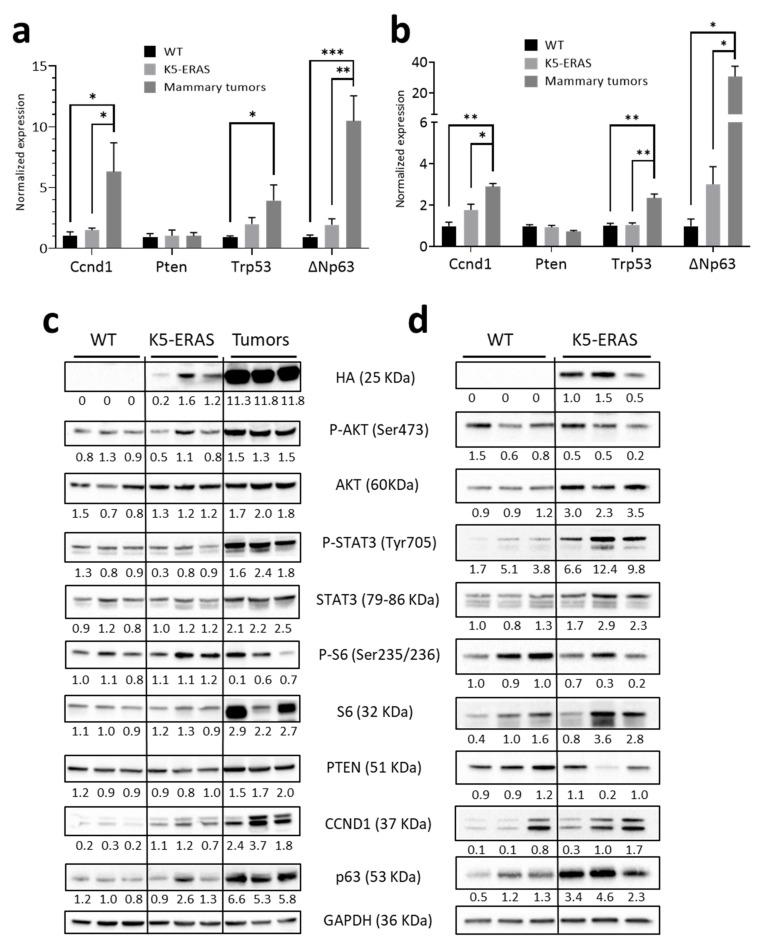 https://cdn.ncbi.nlm.nih.gov/pmc/blobs/7aa9/8582886/11750a235b4b/cancers-13-05588-g009.jpg