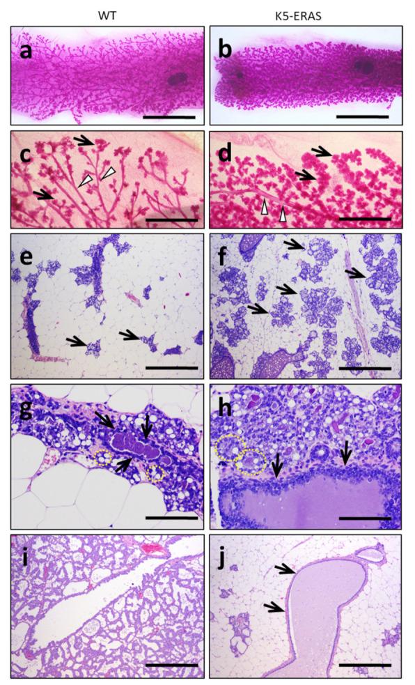 https://cdn.ncbi.nlm.nih.gov/pmc/blobs/7aa9/8582886/20cf88e2280c/cancers-13-05588-g005.jpg