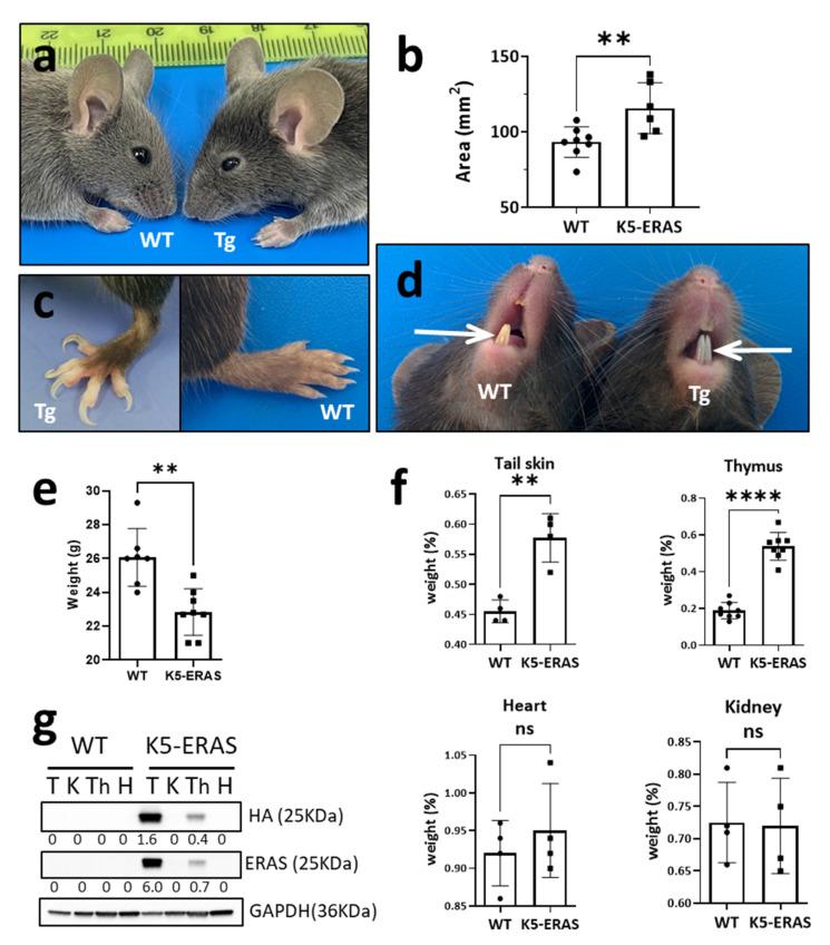 https://cdn.ncbi.nlm.nih.gov/pmc/blobs/7aa9/8582886/8ebf1b11b205/cancers-13-05588-g002.jpg