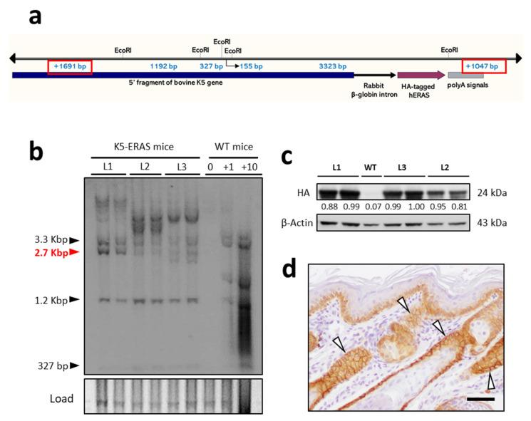 https://cdn.ncbi.nlm.nih.gov/pmc/blobs/7aa9/8582886/9f0c7bf59ff5/cancers-13-05588-g001.jpg