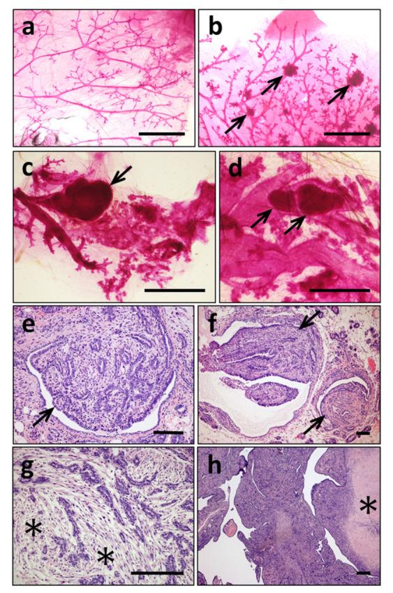https://cdn.ncbi.nlm.nih.gov/pmc/blobs/7aa9/8582886/a1e91a9bd436/cancers-13-05588-g007.jpg