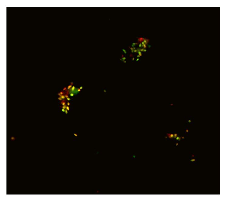 https://cdn.ncbi.nlm.nih.gov/pmc/blobs/7aab/4670639/045757af53eb/AU2015-814150.001.jpg