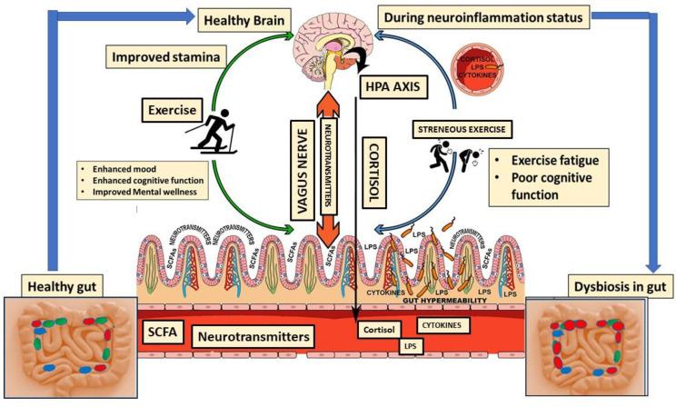 https://cdn.ncbi.nlm.nih.gov/pmc/blobs/7ab1/11432184/7a615b5f7d4e/ijms-25-10076-g003.jpg