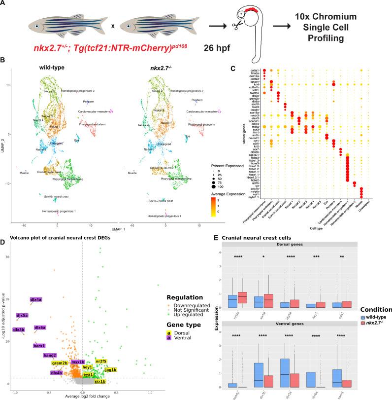 https://cdn.ncbi.nlm.nih.gov/pmc/blobs/7ab1/12019251/03aa7fe82109/41467_2025_58821_Fig7_HTML.jpg