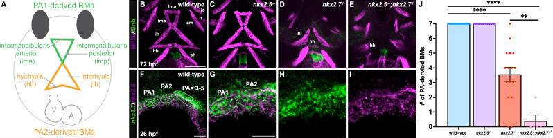 https://cdn.ncbi.nlm.nih.gov/pmc/blobs/7ab1/12019251/31923718673e/41467_2025_58821_Fig3_HTML.jpg