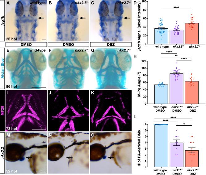 https://cdn.ncbi.nlm.nih.gov/pmc/blobs/7ab1/12019251/5acc806e570a/41467_2025_58821_Fig9_HTML.jpg