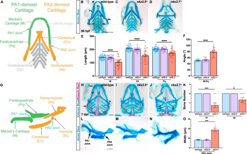 https://cdn.ncbi.nlm.nih.gov/pmc/blobs/7ab1/12019251/707e91878557/41467_2025_58821_Fig5_HTML.jpg