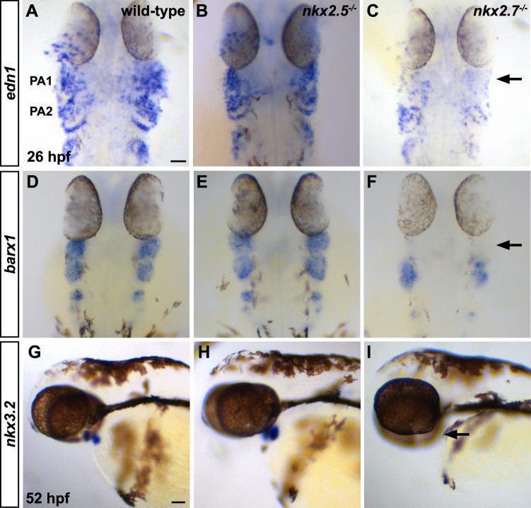 https://cdn.ncbi.nlm.nih.gov/pmc/blobs/7ab1/12019251/ecb3390ae1d8/41467_2025_58821_Fig8_HTML.jpg