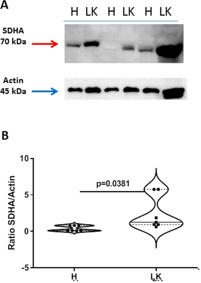 https://cdn.ncbi.nlm.nih.gov/pmc/blobs/7ab9/7517963/202fac1c4ecd/oncotarget-11-3515-g006.jpg