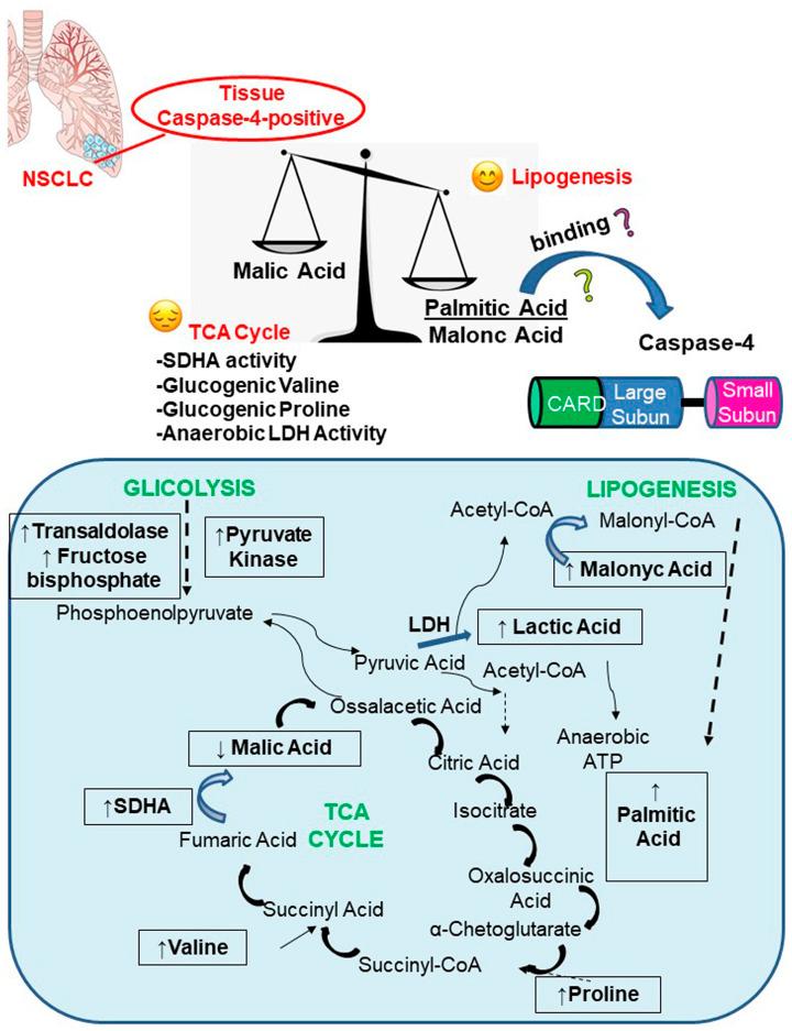 https://cdn.ncbi.nlm.nih.gov/pmc/blobs/7ab9/7517963/900a2a8e86a8/oncotarget-11-3515-g007.jpg