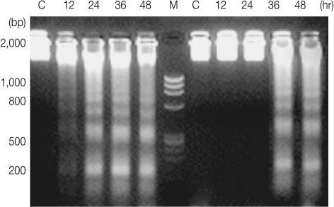 https://cdn.ncbi.nlm.nih.gov/pmc/blobs/7ac1/3063921/54d94b5c21e4/kjp-49-17-g004.jpg