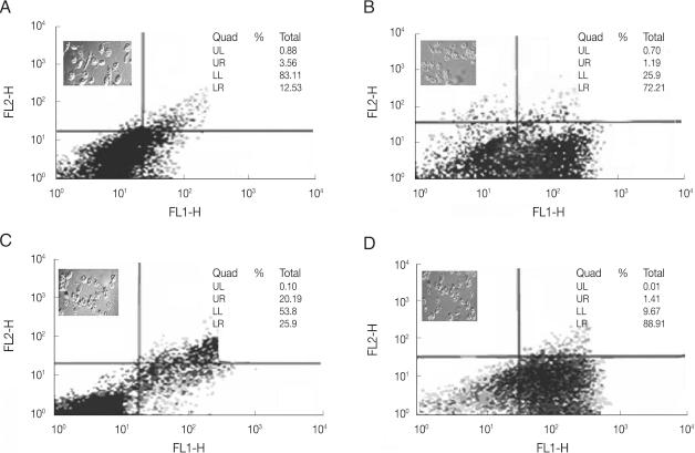 https://cdn.ncbi.nlm.nih.gov/pmc/blobs/7ac1/3063921/c50bbf803e71/kjp-49-17-g003.jpg