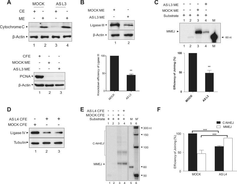 https://cdn.ncbi.nlm.nih.gov/pmc/blobs/7ac1/4713127/a7c6c100cca3/223fig6.jpg