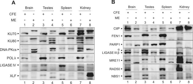 https://cdn.ncbi.nlm.nih.gov/pmc/blobs/7ac1/4713127/a9eee59660c5/223fig4.jpg
