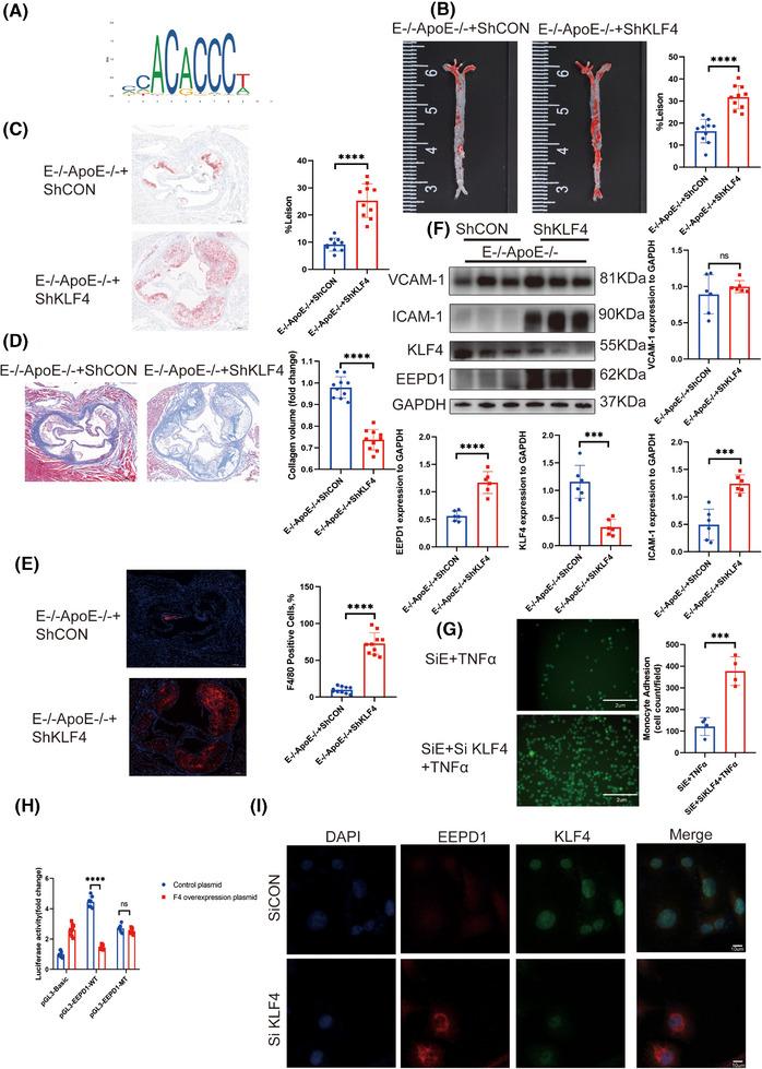 https://cdn.ncbi.nlm.nih.gov/pmc/blobs/7ac3/12017893/9370dfdf6f24/CTM2-15-e70311-g004.jpg