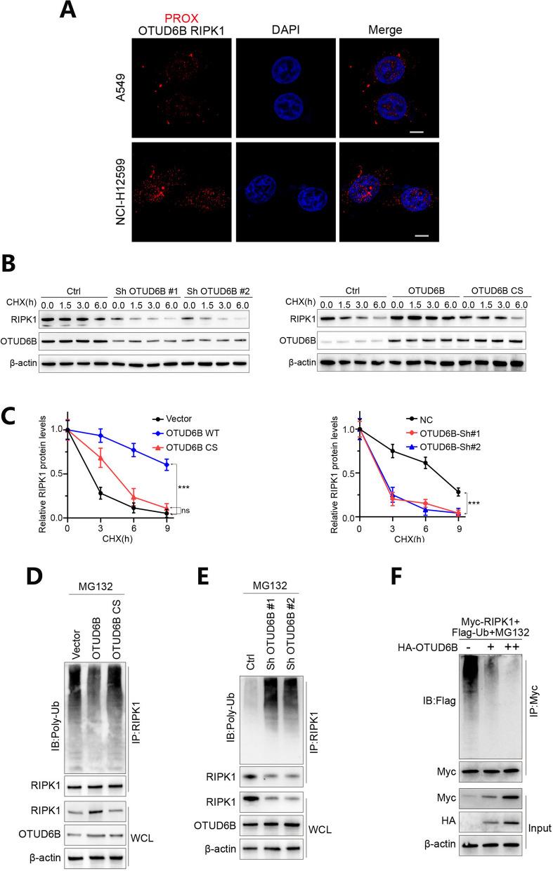 https://cdn.ncbi.nlm.nih.gov/pmc/blobs/7ac5/11181667/4ebe3984ce3b/13062_2024_489_Fig6_HTML.jpg