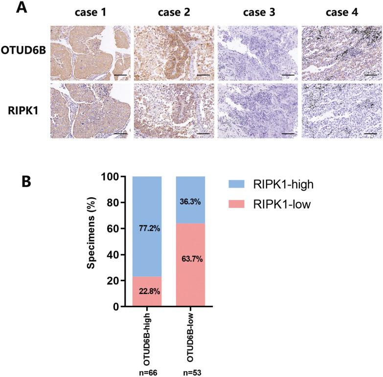 https://cdn.ncbi.nlm.nih.gov/pmc/blobs/7ac5/11181667/ab6060216e91/13062_2024_489_Fig8_HTML.jpg