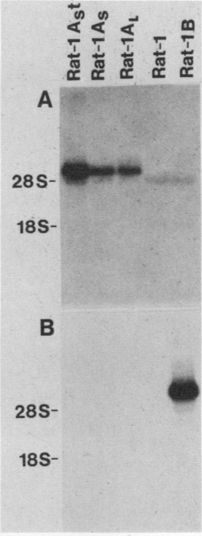https://cdn.ncbi.nlm.nih.gov/pmc/blobs/7ac6/363492/b4156d9932c6/molcellb00067-0089-a.jpg