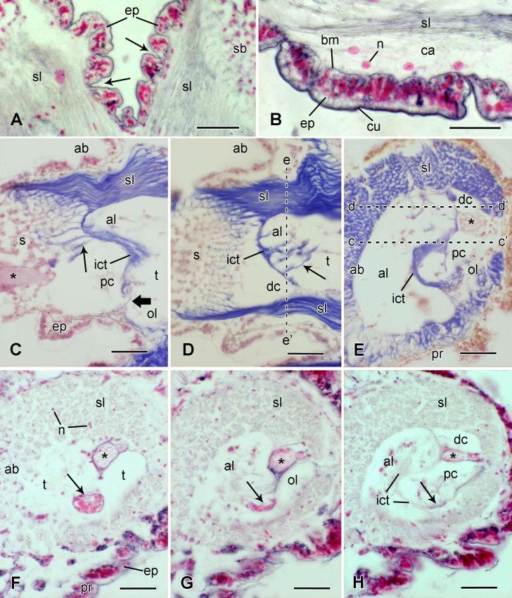 https://cdn.ncbi.nlm.nih.gov/pmc/blobs/7ac8/5156572/114949aa45b0/pone.0167533.g006.jpg