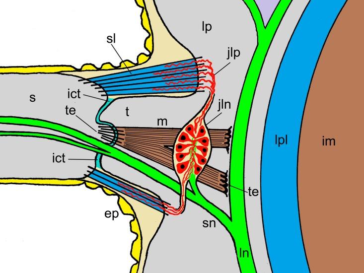 https://cdn.ncbi.nlm.nih.gov/pmc/blobs/7ac8/5156572/8122b1b31684/pone.0167533.g003.jpg