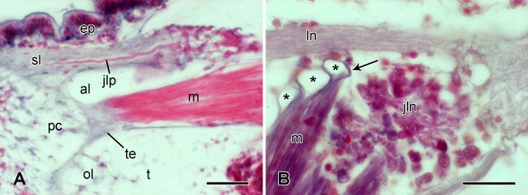 https://cdn.ncbi.nlm.nih.gov/pmc/blobs/7ac8/5156572/8cb131d87aa7/pone.0167533.g011.jpg