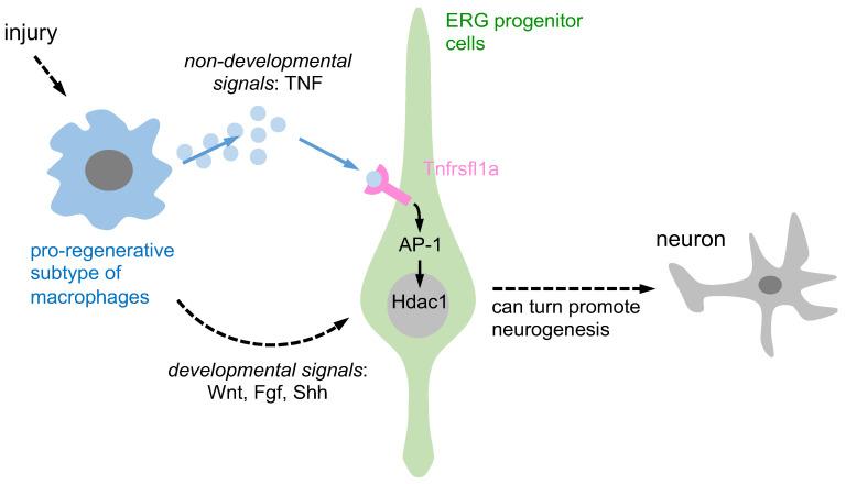 https://cdn.ncbi.nlm.nih.gov/pmc/blobs/7acb/10094936/c2f95fae5bf0/ijms-24-06483-g001.jpg