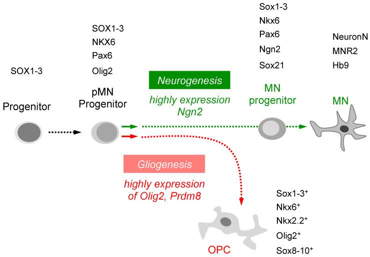 https://cdn.ncbi.nlm.nih.gov/pmc/blobs/7acb/10094936/c71f3a0457de/ijms-24-06483-g002.jpg
