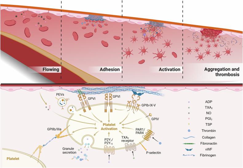 https://cdn.ncbi.nlm.nih.gov/pmc/blobs/7ace/12081703/65a6e4f5d1a4/41392_2025_2198_Fig6_HTML.jpg