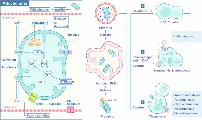 https://cdn.ncbi.nlm.nih.gov/pmc/blobs/7ace/12081703/681fa8553968/41392_2025_2198_Fig5_HTML.jpg