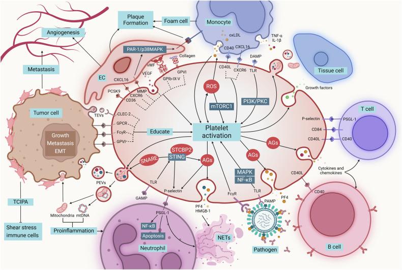 https://cdn.ncbi.nlm.nih.gov/pmc/blobs/7ace/12081703/6ccb9a37deda/41392_2025_2198_Fig7_HTML.jpg