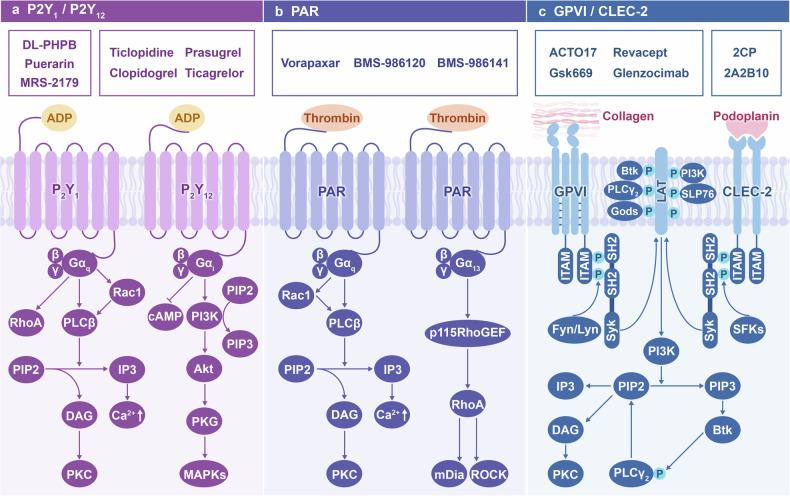 https://cdn.ncbi.nlm.nih.gov/pmc/blobs/7ace/12081703/a6549bc6e49e/41392_2025_2198_Fig4_HTML.jpg